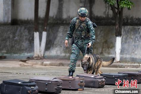 广西武警官兵携军犬开展强化训练 大陆军事 华夏经纬网