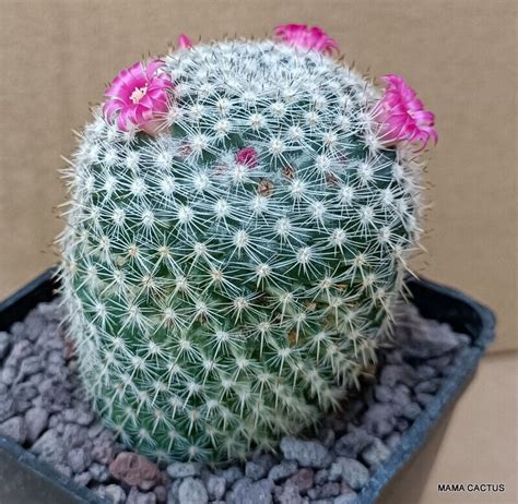 Mammillaria Elegans Mama Cactus