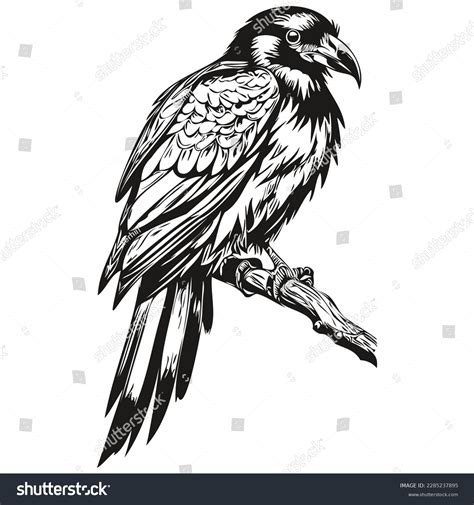 Funny Cartoon Raven Line Art Illustration Stock Vector (Royalty Free) 2285237895 | Shutterstock