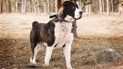 Central Asian Shepherd Dog Breed Pictures Characteristics And Facts