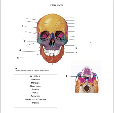 Anatomy Facial Bone Diagram Diagram Quizlet