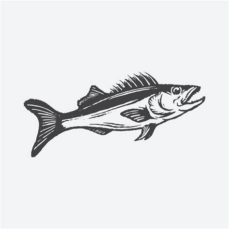 Salmon fish drawing 3211563 Vector Art at Vecteezy