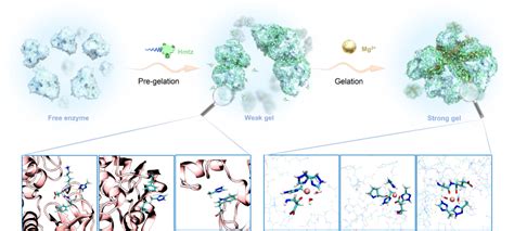 天津工业生物所等在水凝胶固定化酶研究方面取得突破 中国科学院天津工业生物技术研究所