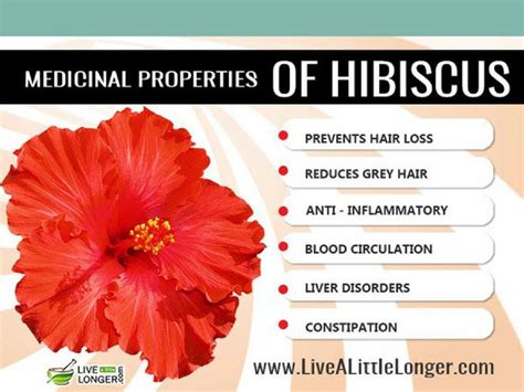 Health Benefits Of Hibiscus Tea And Flower Are Plenty Hibiscus Flower