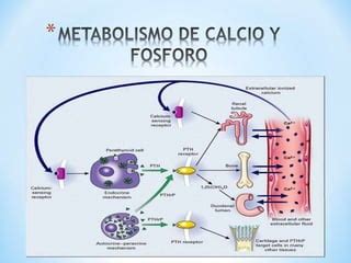 Metabolismo De Calcio Y Fosforo PPT