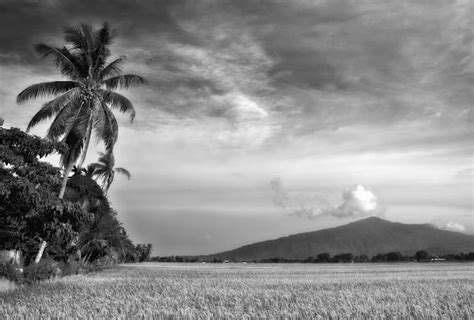 Sean See Paddy Field At Alor Star Kedah