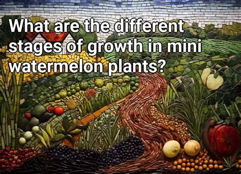 What are the different stages of growth in mini watermelon plants ...