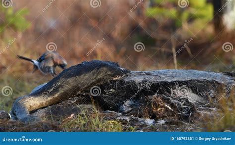 Eurasian Jay Pecks The Corpse Of An Moose The Eurasian Jay Scientific