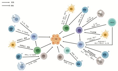 肝细胞癌肿瘤免疫微环境中t淋巴细胞的功能与调控机制