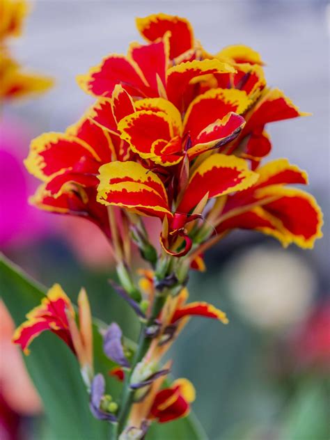 Canna Plant Care And Growing Guide