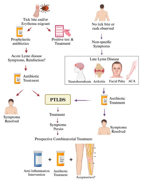 Lyme Disease Treatment At Different Stages Of Infection And Ptlds Download Scientific Diagram