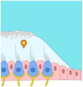 Otolithic membrane - e-Anatomy - IMAIOS