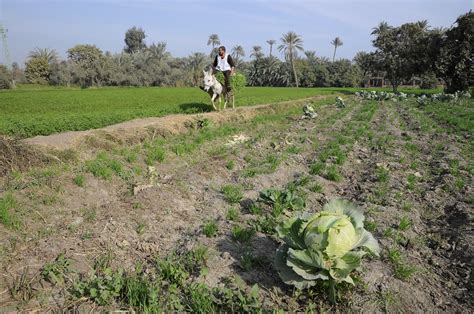 Faiyum Oasis (3) | Gizeh Luxor | Pictures | Egypt in Global-Geography