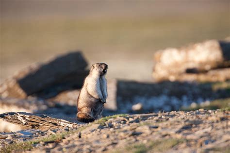 Alaska marmot, Marmota broweri - AlaskaPhotoGraphics