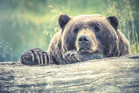 Free picture: brown bear, forest, carnivore, animal