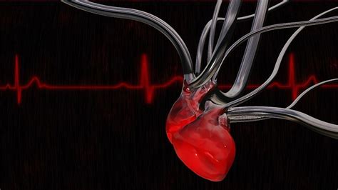 Anatomy, Human Heart, HD wallpaper | Peakpx