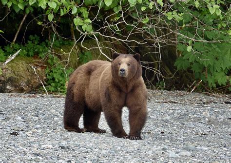 Alaska Magazine | Cross-Admiralty Island Canoe Route