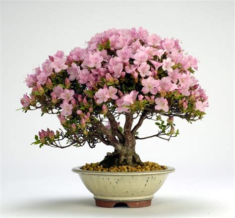 Azalea Bonsai Tree Care Guide (Rhododendron indicum) - Bonsai Tree Gardener