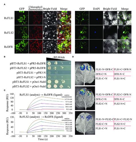 Subcellular Localization And Protein Protein Interaction Of Rcflss And