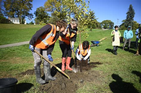 Arbor Day Foundation Free Trees Review Goimages Wire