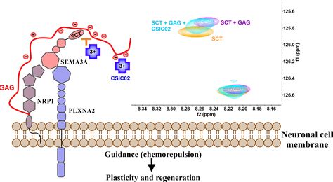 Pharmaceuticals Free Full Text Semaphorin 3AGlycosaminoglycans