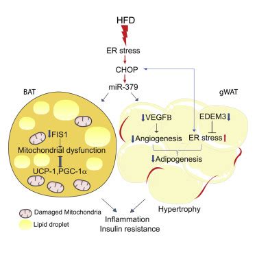 MiR 379 Mediates Insulin Resistance And Obesity Through Impaired