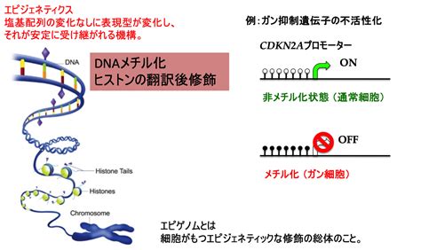 助成研究者情報（一柳健司 先生1）｜セコム科学技術振興財団｜一般研究助成研究者インタビュー