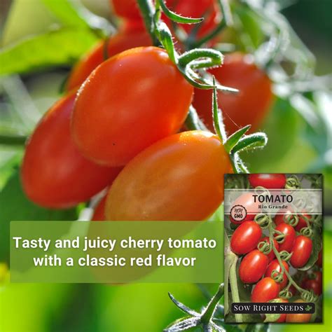 Rio Grande Tomato Seeds for Planting | Great Snacking Variety – Sow ...