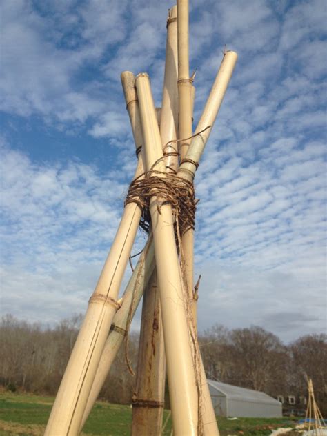 Easy Bamboo Bean Teepees Southern Exposure Seed Exchange