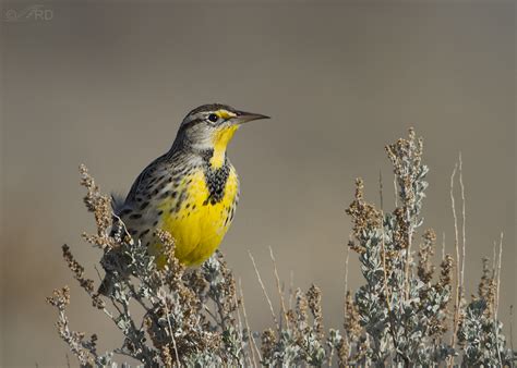 Western Meadowlark Potpourri Feathered Photography