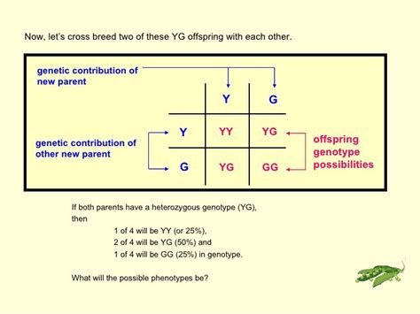 Genetics Using The Punnett Square