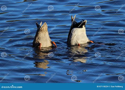 Bottoms Up Stock Photo Image Of Couple Hunted Duck 87118224