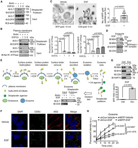 Endocytic Activation And Exosomal Secretion Of Matriptase Stimulate The