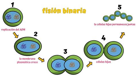 Baterias Fision Binaria Una Forma De Reproduccion De Las Bacterias