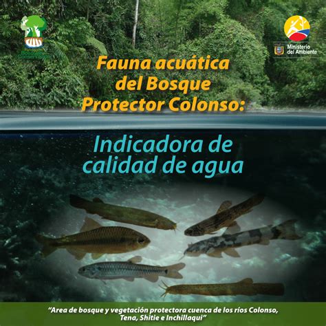 Pdf Fauna Acuática Del Bosque Protector Colonso Tena Napo