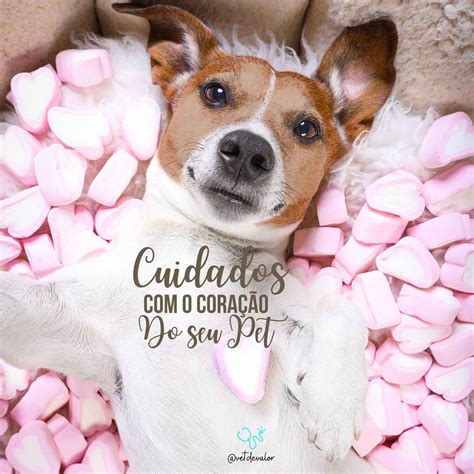 Ester Alves Vet on Instagram Cuidados o coração do seu pet Você