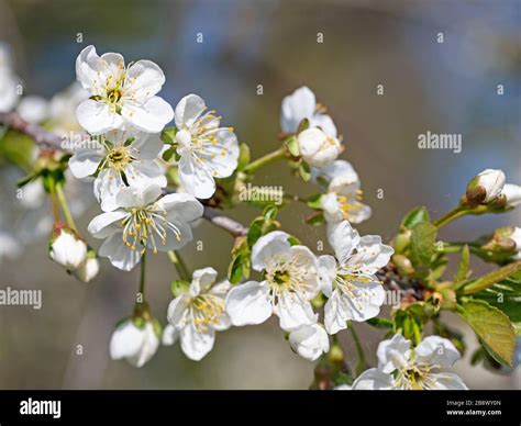 Flowering Sour Cherry Prunus Cerasus In Spring Stock Photo Alamy