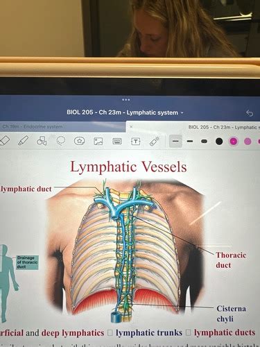 Ch Lymphatic System Flashcards Quizlet