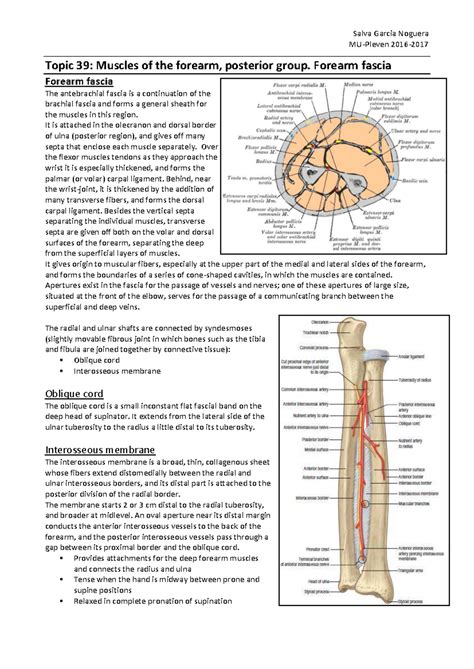 BIO 101: Muscles of the Forearm - Posterior Group Overview - Studocu