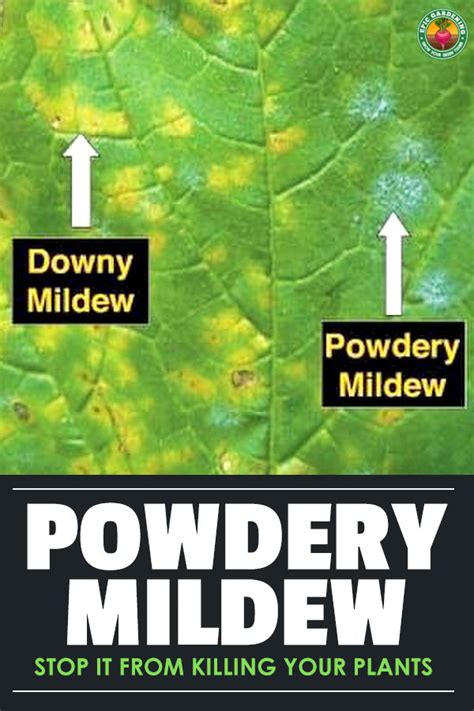 Powdery Mildew: Treatment and Prevention | Epic Gardening