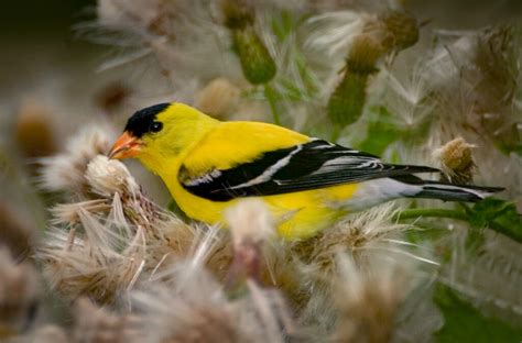 American Goldfinch Fun Facts Owen Deutsch Photography