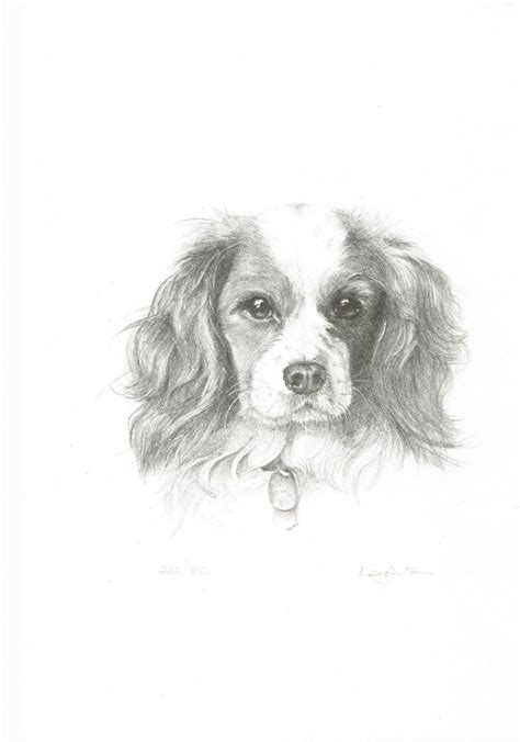 Cavalier King Charles Spaniel Drawing at PaintingValley.com | Explore ...