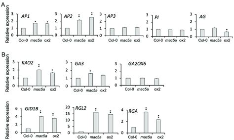 Expression Of Abc Class Genes And Ga Biosynthesis And Signaling Genes