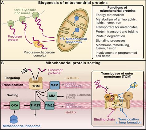 Mitochondrial inner membrane presequence translocase complex | Semantic ...