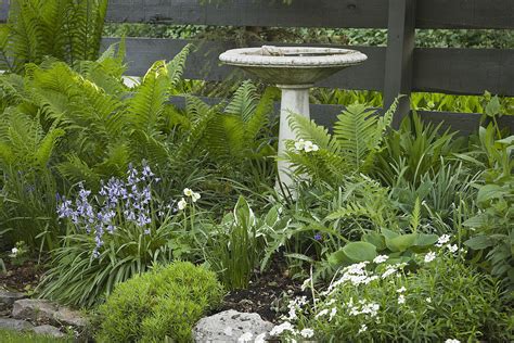 How to Design a Bird-Friendly Landscape