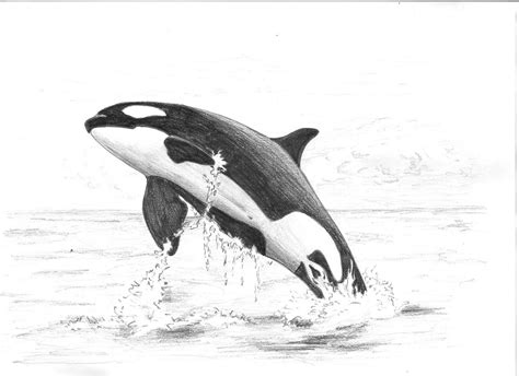 Killer whale by jarwena on DeviantArt