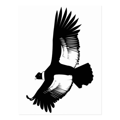 Flying Andean Condor Postcard In 2021 Andean Condor