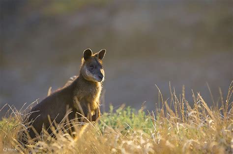 Phillip Island Wildlife Cruise and Penguins Tour from Melbourne - Klook Australia