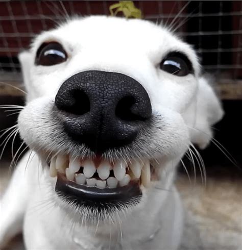 Jack Russell Dog Smiles as Grasshopper Lands on Her Head