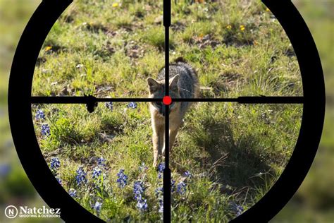 What’s The Best Varmint Caliber? A Detailed Guide